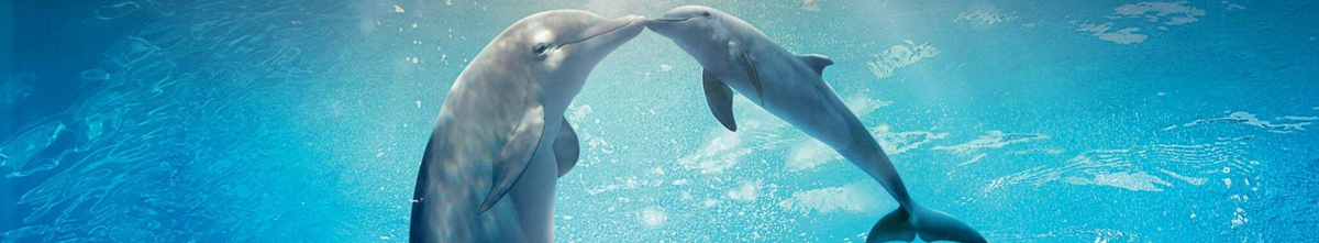 Dolphin Water Fountains – Seven Dolphins