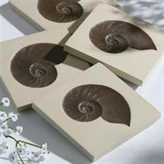 Nautilus Shells Coasters